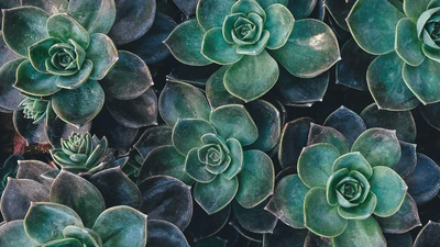 Drone Shot - professional stock photography