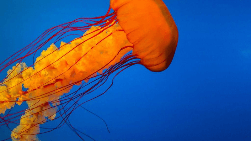 Tripod - professional stock photography