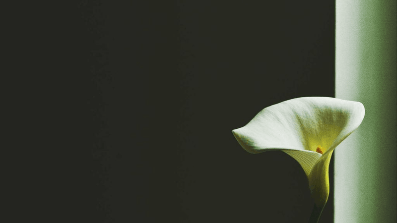 Tripod - professional stock photography